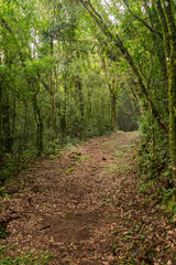 Obraz premium Hiking path in Parque da Ronda, a municipal natural park in Sao Francisco de Paula, South of Brazil