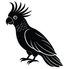 black and white parrot
