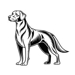 Fototapeta premium Detailed Labrador Retriever vector icon in black and white line art