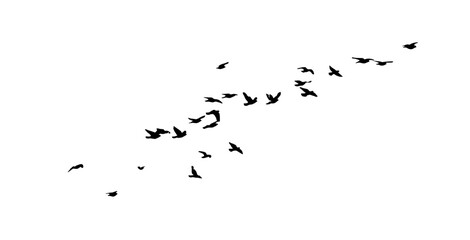 Flying birds silhouette flock. hand drawing. Not AI. Vector illustration.