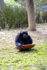 Siamang Gibbon (Symphalangus syndactylus), a loud-calling primate from the rainforests of Sumatra..