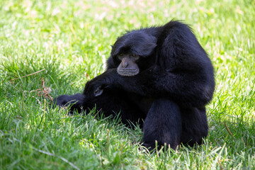 Siamang Gibbon (Symphalangus syndactylus), a loud-calling primate from the rainforests of Sumatra..