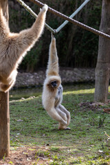 Lar Gibbon (Hylobates lar), native to Southeast Asia, swinging through the lush forests of Thailand.