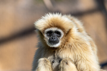 Lar Gibbon (Hylobates lar), native to Southeast Asia, swinging through the lush forests of Thailand.