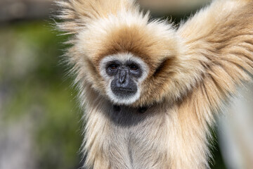 Lar Gibbon (Hylobates lar), native to Southeast Asia, swinging through the lush forests of Thailand.