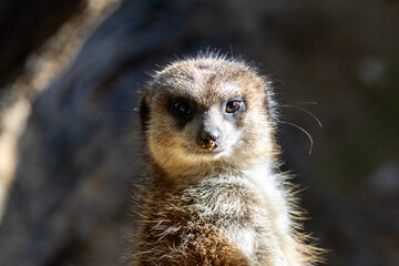 Fototapeta premium Slender-tailed Meerkat (Suricata suricatta), a social mammal found in the deserts of southern Africa.
