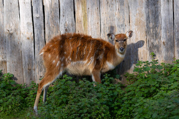 Sitatunga Antelope (Tragelaphus spekii), a swamp-dwelling antelope native to Central and West Africa.