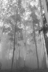 Obraz premium Foggy day in an Eucalyptus plantation - Sao Francisco de Paula, South of Brazil