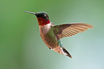 hummingbird in flight