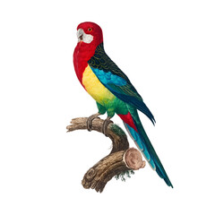 Obraz premium blue and yellow macaw ara ararauna