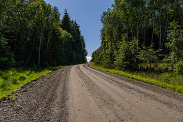 gravel road through sunny green forest coniferous trees and stump near the road