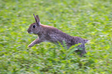 rabbit jumping in the grass