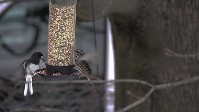 Dark eyed junco and sparrows gather at a backyard feeder, enjoying seeds while snow fall around them