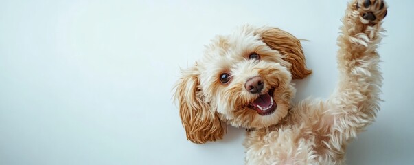 A friendly dog raising its paw with an excited expression