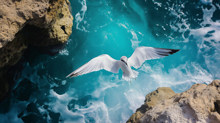 Obraz premium Tern in Mid-Air Above Vibrant Turquoise Waters Near Rocky Coastline During Sunny Day