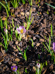 biene früjling im flug krokus