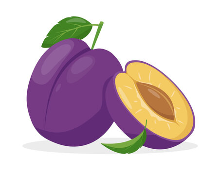 Fresh plums fruits. Whole and half Plum. Organic plum fruit for juice, smoothie or vitamin healthy food and dessert. Vector icon illustration isolated on white background.