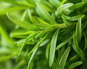 Obraz premium Vibrant Tarragon Sprigs: Nature's Herbal Touch for Culinary and Medicinal Delights