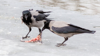 crow on the snow