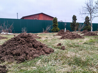 heaps of garden soil dug up by moles in a vegetable garden at a summer cottage. High quality photo