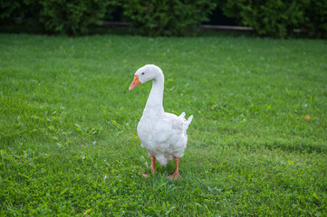 funny bird white goose walks in the summer on a green lawn in nature on a farm. High quality photo