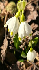 Fragile white flowers