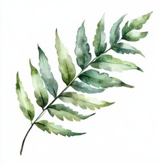 Delicate fern frond displaying soft earthy green tones