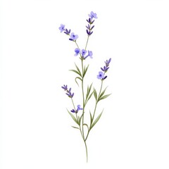 Lavender sprig with purple flowers in natural setting