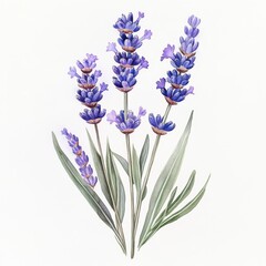 Beautiful lavender sprig with delicate purple flowers