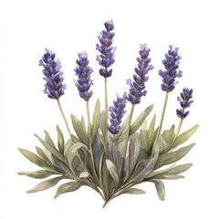 Lavender sprig with delicate purple flowers in full bloom