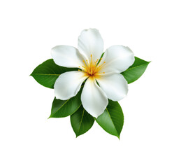 Obraz premium Beautiful Tropical White Plumeria Frangipani Flower with Yellow Center and Fresh Green Leaves in Full Bloom Isolated on Transparent and White Background