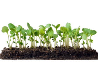 Young seedling plant growing from soil isolated on transparent background symbolizing new beginnings and natural growth