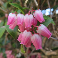 日本で春にアセビがピンク色の花を咲かせています