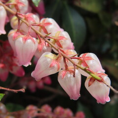 Obraz premium 日本で春にアセビがピンク色の花を咲かせています