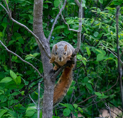Squirrel with attitude