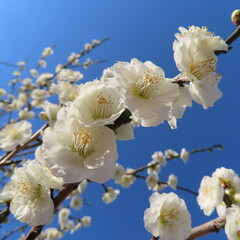 日本で春にウメが白い花を咲かせています