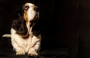 A beautiful bassethound on a black background