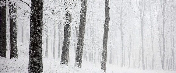 Snow-covered trees in a misty winter forest.