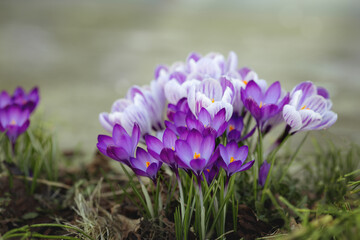 Krokusse