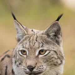 lynx, ears, brushes, lynx lynx, eurasian, wildcat, eyes, feline, portrait, fur