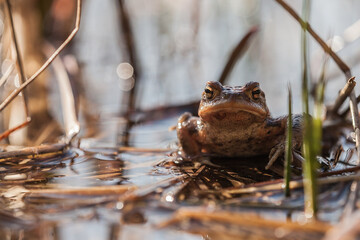 toad, common, bufo, bufo bufo, mating season, habitat, natural, pond, life, amphibian, toad in water, plants, swamp, marsh, water reservoir, reproduction, spring, phenology