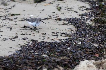Western sandpiper hunting for food on the beach. Footage taken during the cloudy day.