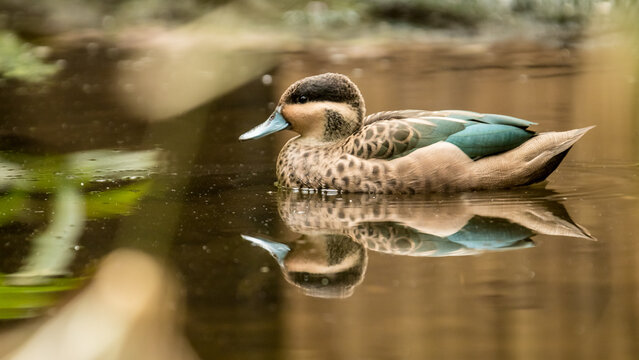 blue bille teal, spatula, hottentota, duck, male, on water, plumage, coloration, environment