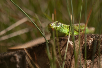 sand lizard, male, lacerta, agilis, green, scales, coloration, mating season, reptile, europe