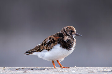 Ruddy turnstone perched on the shore.