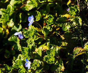 Closeup of tiny purple flowers and lush fresh leaves of Veronica persica