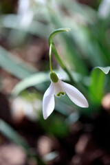 First snowdrops on nature background