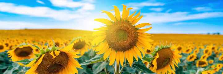 Obraz premium A field of yellow sunflowers with a blue sky in the background, long banner
