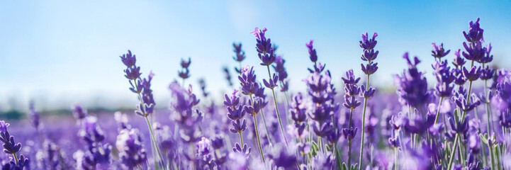 Naklejka premium lavender buds swaying gently in the warm sunlight on a bright sunny day, long banner