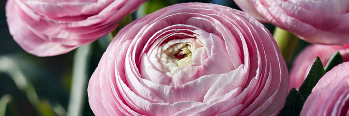 Fototapeta premium A vibrant half-open ranunculus blooming in warm sunlight on sunny day, macro, long banner with copy space